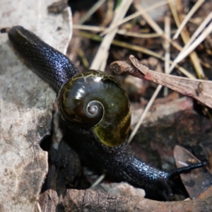 Helicarion cuvieri at Paddys River, ACT - 17 Oct 2021 10:16 AM