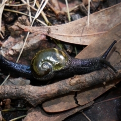 Helicarion cuvieri at Paddys River, ACT - 17 Oct 2021 10:16 AM