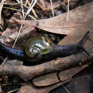 Helicarion cuvieri at Paddys River, ACT - 17 Oct 2021 10:16 AM