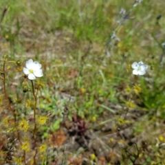 Drosera gunniana (Pale Sundew) at Throsby, ACT - 17 Oct 2021 by byomonkey