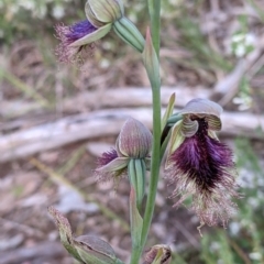 Calochilus robertsonii (Beard Orchid) at Albury - 17 Oct 2021 by Darcy