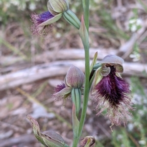 Calochilus robertsonii at Glenroy, NSW - suppressed