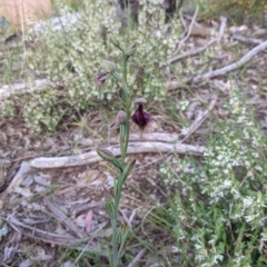 Calochilus robertsonii at Glenroy, NSW - suppressed