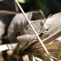 Goniaea australasiae (Gumleaf grasshopper) at Block 402 - 17 Oct 2021 by LisaH