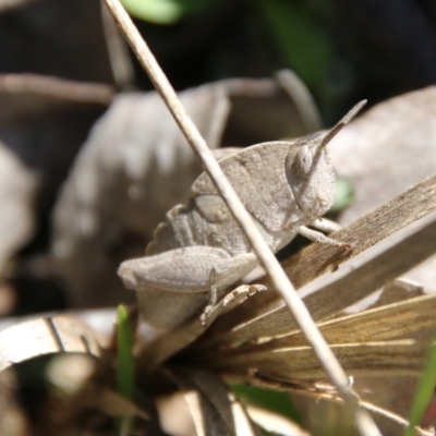 Goniaea australasiae (Gumleaf grasshopper) at Block 402 - 17 Oct 2021 by LisaH