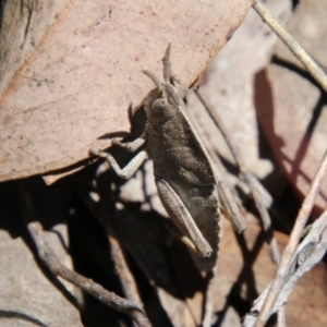 Goniaea australasiae at Stromlo, ACT - 17 Oct 2021 12:50 PM