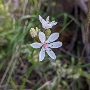 Burchardia umbellata at Glenroy, NSW - 17 Oct 2021