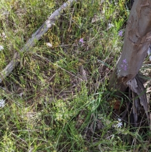 Burchardia umbellata at Glenroy, NSW - 17 Oct 2021