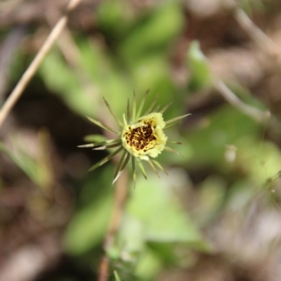 Tolpis barbata (Yellow Hawkweed) at Block 402 - 17 Oct 2021 by LisaH