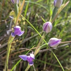 Thelymitra sp. (A Sun Orchid) at Nail Can Hill - 17 Oct 2021 by Darcy