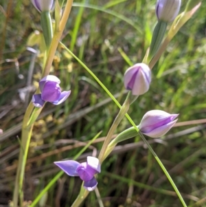 Thelymitra (Genus) at Glenroy, NSW - suppressed