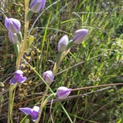 Thelymitra sp. at Glenroy, NSW - 17 Oct 2021