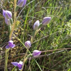 Thelymitra (Genus) at Glenroy, NSW - suppressed