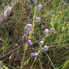 Thelymitra (Genus) at Glenroy, NSW - suppressed