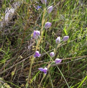 Thelymitra sp. at Glenroy, NSW - 17 Oct 2021