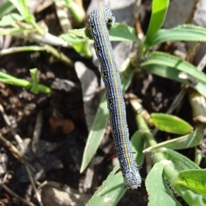 Chlenias banksiaria group at Bruce, ACT - 16 Oct 2021 09:18 AM