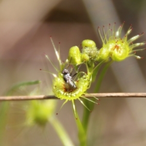 Drosera sp. at Stromlo, ACT - 17 Oct 2021 01:13 PM