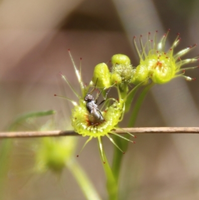 Drosera (genus) (A Sundew) at Stromlo, ACT - 17 Oct 2021 by LisaH