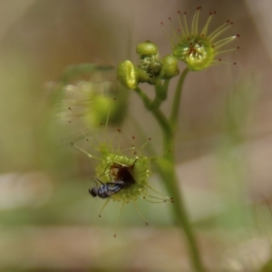 Drosera sp. at Stromlo, ACT - 17 Oct 2021