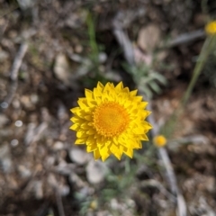Leucochrysum albicans subsp. albicans (Hoary Sunray) at Glenroy, NSW - 17 Oct 2021 by Darcy