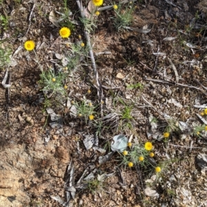 Leucochrysum albicans subsp. albicans at Glenroy, NSW - 17 Oct 2021