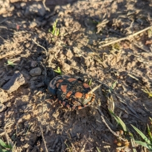 Chelodina longicollis at Coree, ACT - 17 Oct 2021