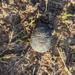 Chelodina longicollis at Coree, ACT - 17 Oct 2021 05:41 PM