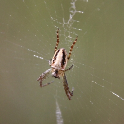 Plebs eburnus (Eastern bush orb-weaver) at Piney Ridge - 17 Oct 2021 by LisaH