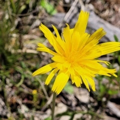 Microseris walteri (Yam Daisy, Murnong) at Forde, ACT - 17 Oct 2021 by tpreston