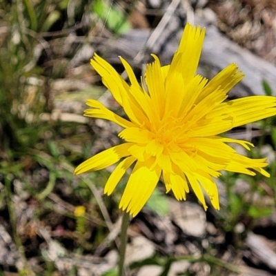 Microseris walteri (Yam Daisy, Murnong) at Forde, ACT - 17 Oct 2021 by trevorpreston