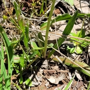 Microseris walteri at Forde, ACT - 17 Oct 2021 12:15 PM