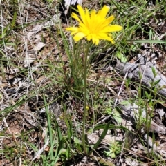 Microseris walteri at Forde, ACT - 17 Oct 2021 12:15 PM