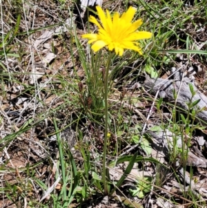 Microseris walteri at Forde, ACT - 17 Oct 2021 12:15 PM