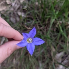 Wahlenbergia stricta subsp. stricta (Tall Bluebell) at Glenroy, NSW - 17 Oct 2021 by Darcy