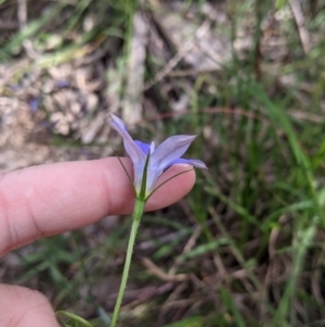 Wahlenbergia stricta subsp. stricta at Glenroy, NSW - 17 Oct 2021 04:07 PM