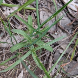 Wahlenbergia stricta subsp. stricta at Glenroy, NSW - 17 Oct 2021 04:07 PM