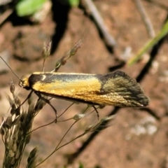 Philobota undescribed species near arabella (A concealer moth) at Mulligans Flat - 17 Oct 2021 by tpreston