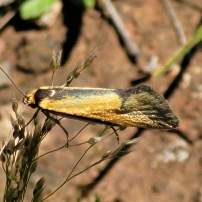 Philobota undescribed species near arabella (A concealer moth) at Forde, ACT - 17 Oct 2021 by tpreston