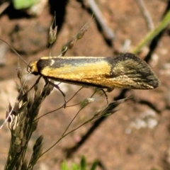 Philobota undescribed species near arabella at Forde, ACT - 17 Oct 2021 12:18 PM