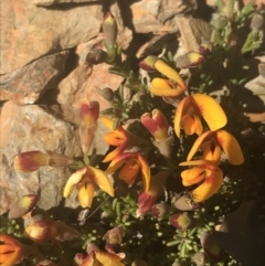 Dillwynia prostrata (Matted Parrot-pea) at Mount Clear, ACT - 16 Oct 2021 by Tapirlord