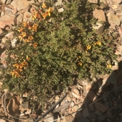 Dillwynia prostrata at Mount Clear, ACT - 17 Oct 2021