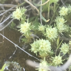 Scleranthus diander (Many-flowered Knawel) at Namadgi National Park - 16 Oct 2021 by Tapirlord