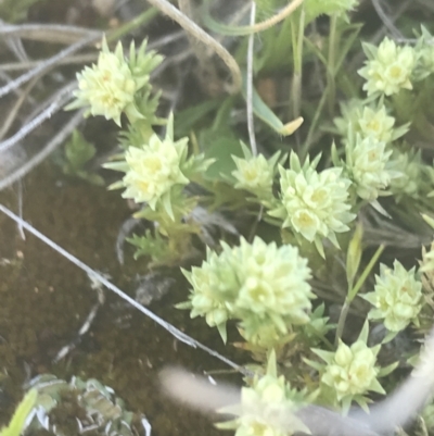 Scleranthus diander (Many-flowered Knawel) at Namadgi National Park - 16 Oct 2021 by Tapirlord