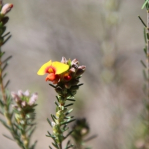 Dillwynia sericea at Stromlo, ACT - 17 Oct 2021