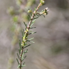 Dillwynia sericea at Stromlo, ACT - 17 Oct 2021