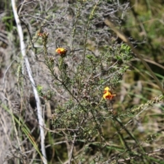 Dillwynia sericea at Stromlo, ACT - 17 Oct 2021