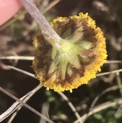Craspedia variabilis (Common Billy Buttons) at Mount Clear, ACT - 17 Oct 2021 by Tapirlord