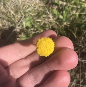 Craspedia variabilis at Mount Clear, ACT - suppressed