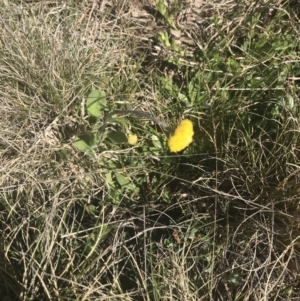 Craspedia variabilis at Mount Clear, ACT - suppressed