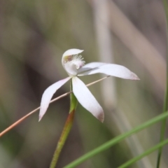 Caladenia ustulata (Brown Caps) at Block 402 - 17 Oct 2021 by LisaH